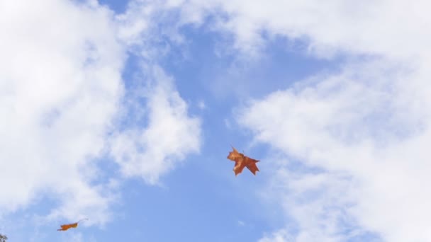 황금색 단풍나무 잎 이 흐리고 푸른 하늘에서 낮은 각도로 날으는 모습 — 비디오