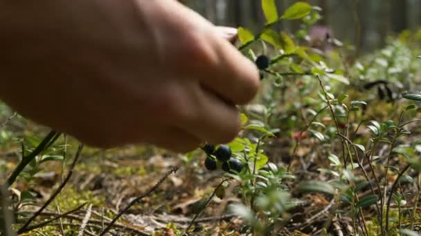 Chica mano escoge arándanos silvestres en bosque extremo primer plano — Vídeos de Stock