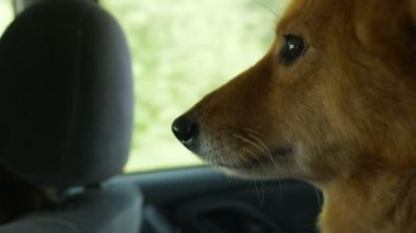 Köpek arka koltuğa oturur, pencerenin kenarına yakın.