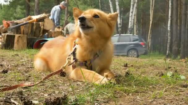 Perro rojo se encuentra en la hierba verde y mastica hueso tiro de ángulo bajo — Vídeos de Stock
