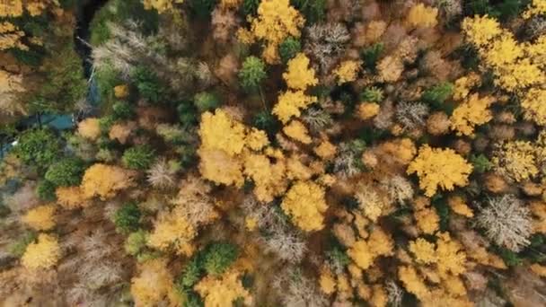 Kamera ukazuje barevné podzimní lesní ptáci oko pan záběr — Stock video