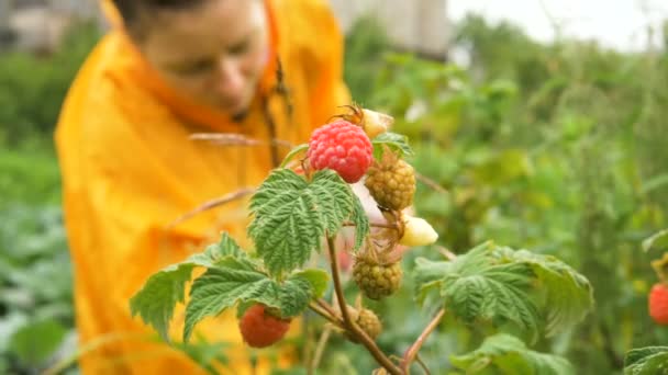 Raspberry halus bergoyang dalam angin terhadap windbreaker wanita — Stok Video