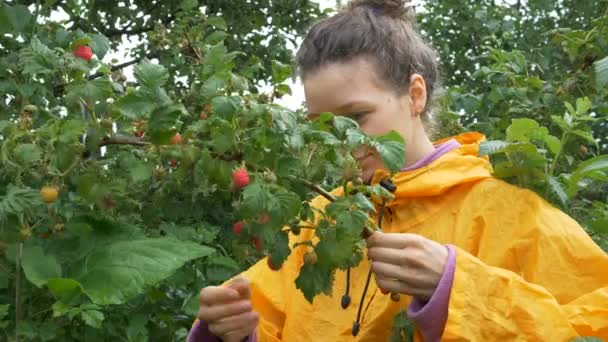 可爱的女孩采摘和吃灌木慢动作的覆盆子 — 图库视频影像