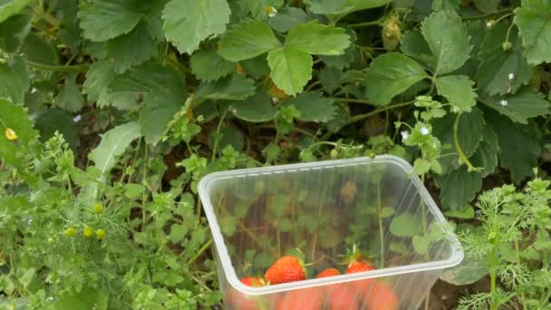 Menselijke hand zet rode aardbeien in plastic container — Stockvideo