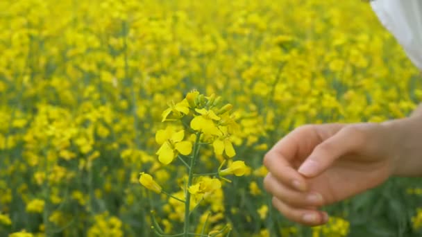 Pěkná žena s hnědé kudrnaté vlasy čichá krásné kanola — Stock video