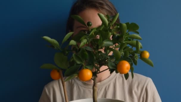 Schöne Brünette blickt hinter einem kleinen Mandarinenbaum auf blauem Hintergrund hervor — Stockvideo