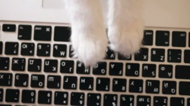 Siyah dizüstü bilgisayarda beyaz kedi patileri türü klavye yakın görünüm
