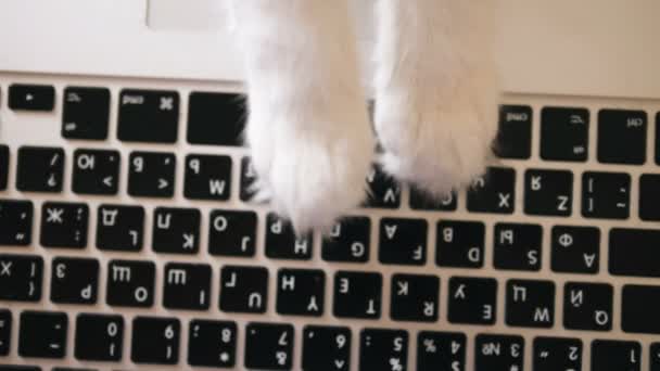 Tipo de patas de gato branco no teclado do laptop preto vista próxima — Vídeo de Stock