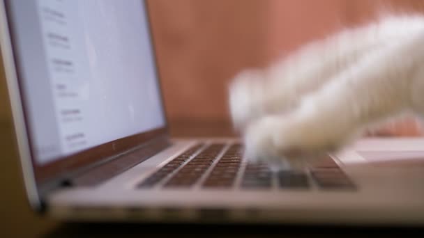 Pattes de chat avec coussinets roses surf internet sur ordinateur portable vue latérale — Video