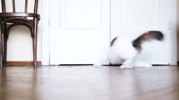Adorable gato persigue lápiz láser rojo en piso bajo ángulo tiro — Vídeos de Stock