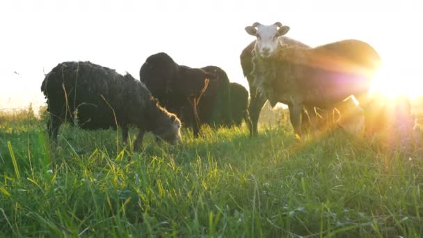 Vackra får flock äter grönt gräs på ändlös äng — Stockvideo