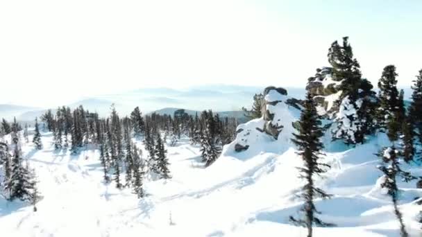 Вечнозеленые леса и белый снег покрывают холмистый пейзаж — стоковое видео