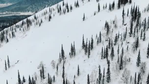 Visiteurs skient sur une grande piste blanche avec des pins verts — Video