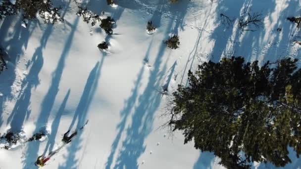 Skieurs qualifiés skient dans la neige vierge au milieu de la forêt à feuilles persistantes — Video