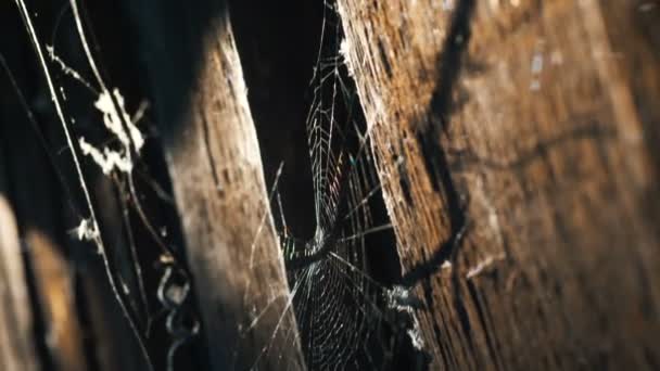 Grey spider web between ancient wooden door and metal detail — Stock Video