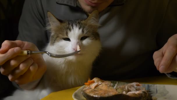 Katt luktar beredd röd fisk och smakar från metallgaffel — Stockvideo