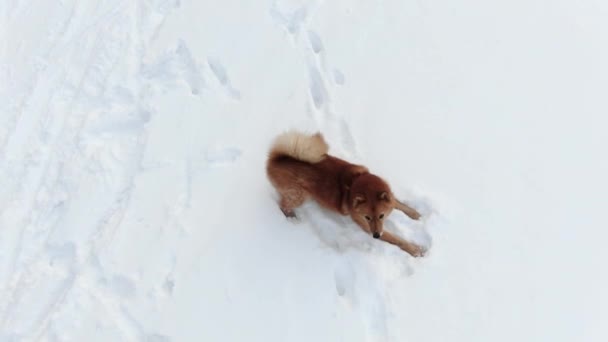 Смешная собака с коричневым мехом лает и виляет большим пушистым хвостом — стоковое видео