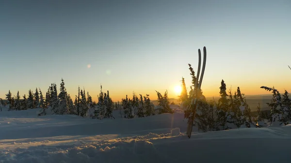 Cielos modernos atrapados en la nieve contra pinos al atardecer — Foto de Stock