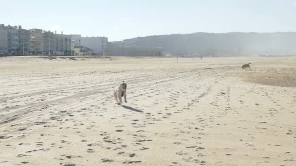 Šťastný béžový pes běží rychle podél čisté písečné pláže u oceánu — Stock video