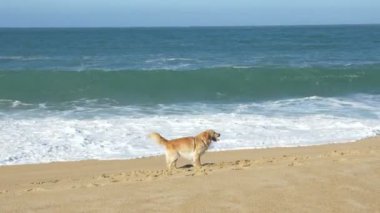 Mutlu köpek okyanus kıyısındaki altın kumsalda kazar ve oynar.