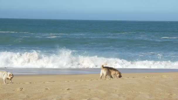 Carino cani con pelliccia d'oro giocare correre lungo spiaggia di sabbia oceanica — Video Stock