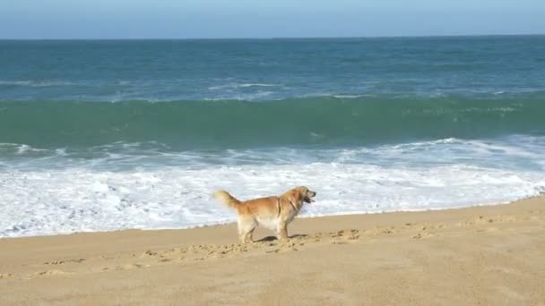 Perro feliz cava y juega en la playa de arena dorada cerca del océano — Vídeo de stock