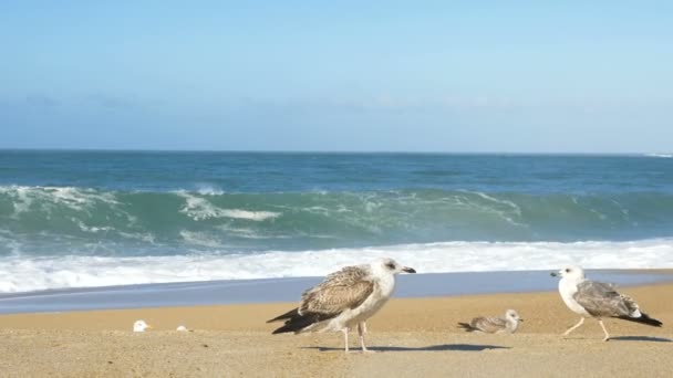 Adorables mouettes blanches marchent le long de la plage océanique sable doré — Video