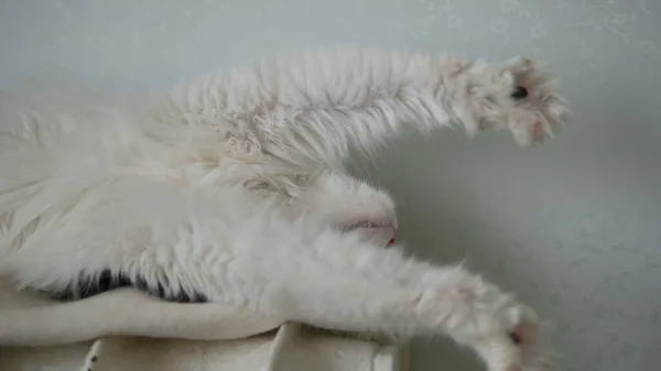 Sleepy cat pulls paws on battery lying on back slow motion — Stock Photo, Image