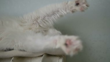 Uykulu kedi, ağır çekimde uzanan bataryayı çeker.