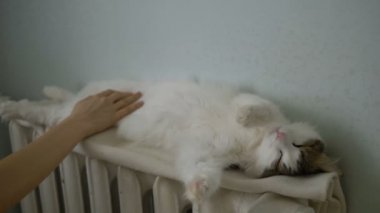 Beyaz kedi bataryayla parlak odada uyuyor, kız evcil hayvanın yumuşak karnını okşuyor, sevimli bir video.