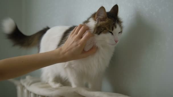 Dívka hladí bílou ospalou kočku sedí doma na baterii, roztomilý mazlíček — Stock video