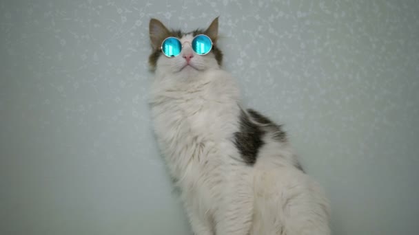 Rolig vit katt hipster tar bort runda speglade glasögon tass — Stockvideo