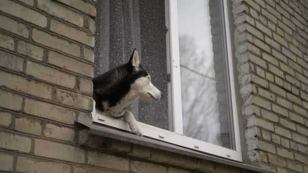 Un câine husky arată din păcate pe fereastră în timpul unei carantine din cauza unui coronavirus. Vrea să meargă. Rămâi acasă. . — Videoclip de stoc