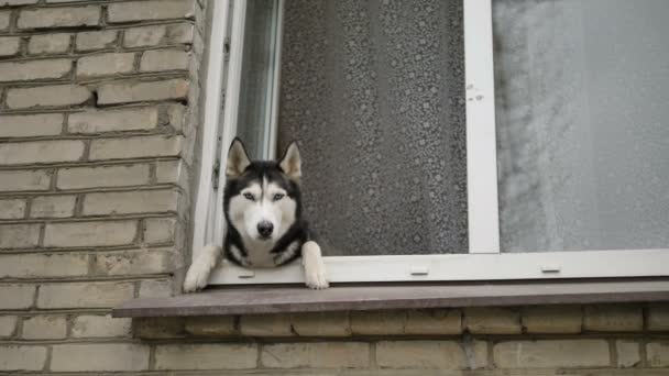 Auto-aislamiento en casa durante la pandemia de coronavirus.Divertido perro mira por la ventana de la casa en la calle . — Vídeo de stock