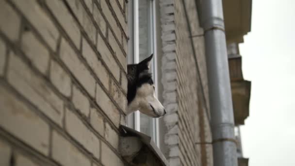 Селф-изоляция дома во время пандемии коронавируса. Грустная собака смотрит в окно на улицу и хочет погулять . — стоковое видео