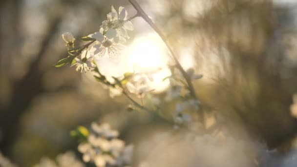 Zweig blühender weißer Apfelbaum bei Sonnenuntergang wiegt sich im Wind — Stockvideo