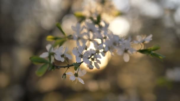 White flowers of apple tree cherries sway in wind in sunset close-up — Stock Video