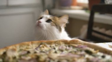 Aç evcil kedi, pizzanın yanında lezzetli bir ziyafet için arka ayakları üzerinde ayağa kalkar.