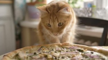 Aç kedi mutfaktaki taze pizzayı yalıyor, kız kediyi masadan kaçırıyor.