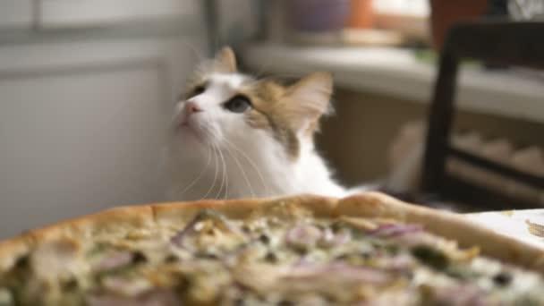 Hungry domestic cat rises on its hind legs for a treat of a tasty treat near pizza — Stock Video