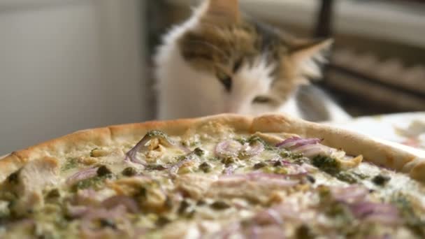 Ευτυχισμένη γάτα γλείφει νόστιμα πίτσα στο τραπέζι στην κουζίνα — Αρχείο Βίντεο