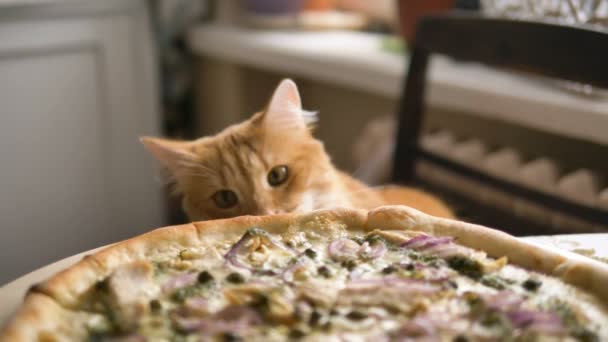 Γάτα γλείφει φρέσκια πίτσα σε ένα τραπέζι στην κουζίνα, κατοικίδιο ζώο τρώει απαγορευμένο φαγητό — Αρχείο Βίντεο