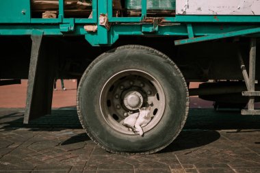 Kedi bir tekerlek üzerinde yalan