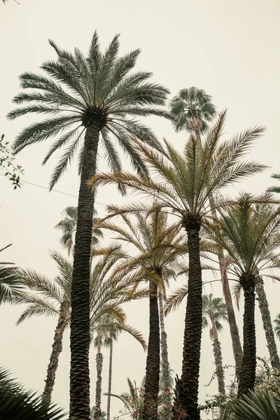 African Palms Plantation Israel — Stock Photo, Image