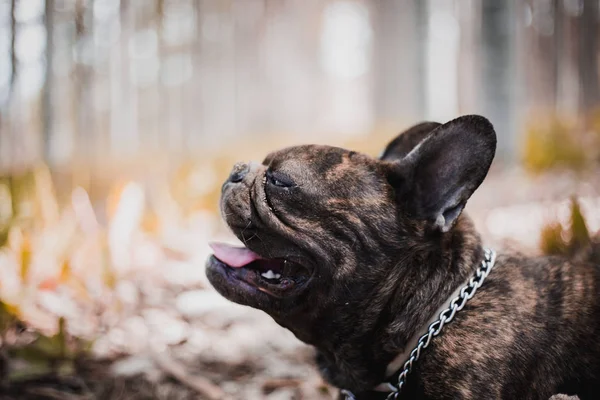 Mignon Bouledogue Français Portrait Extérieur — Photo