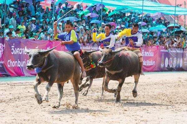 水牛レース祭 — ストック写真