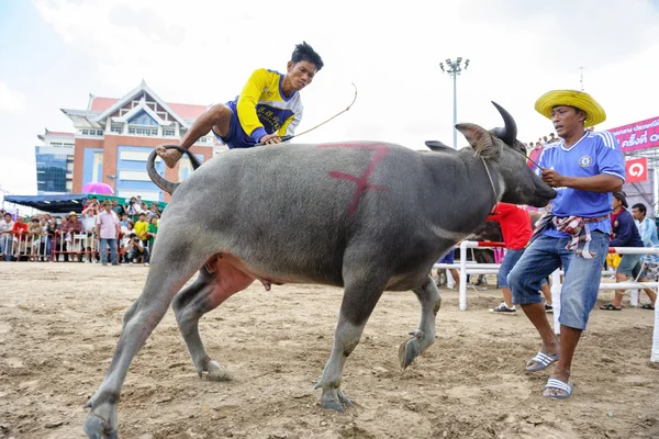 Buffalo Racing Festival – stockfoto