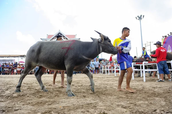 Buffalo Racing Festival – stockfoto