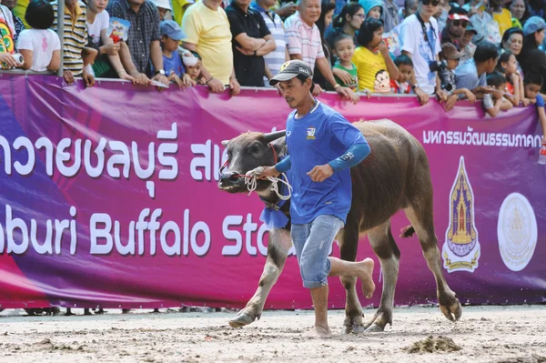 Festival de carreras de búfalo — Foto de Stock