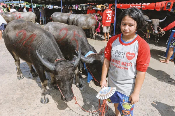 Festival de carreras de búfalo — Foto de Stock